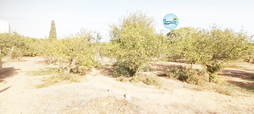 Vente Terrain Constructible Hammamet-5